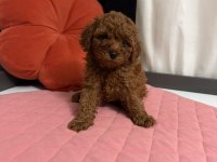 TOY POODLE YAVRULARI ERKEK