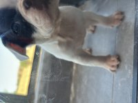 50 günlük yavru ped tuvalet eğitimli french bulldog
