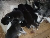 Husky yavrularım yeni ailesini bekliyor