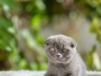 Scottish Fold Yavrularımız