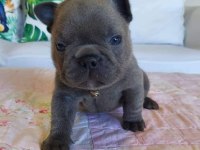 Blue french bulldog yavruları