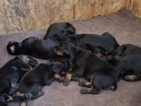Kaliteli Doberman Yavruları