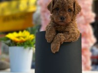 Safkan toy poodle yavrularım