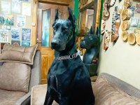 BLACK KİNG DOBERMAN