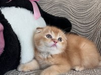 DAHA GÜZEL KEDİLER DOĞMADI