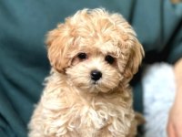 A Kalite Kore Maltipoo