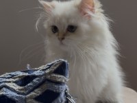 Safkan british longhair point yavru