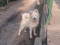 6 Aylık Safkan Samoyed