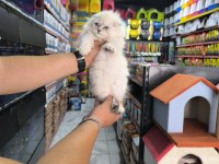 Scottish fold yavrumuz