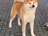Japon Akita inu yavrular