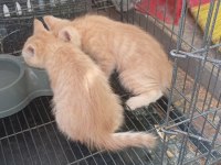Bebek kedilerimizi ve annemizi sahiplenmek isteyen