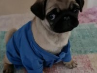 Pug yavru köpeklerimiz