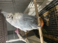 Show jumbo takım muhabbet kuşu