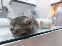British shorthair White cat