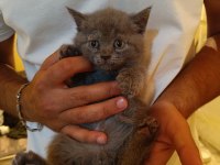 10 gün sonra british shorthair