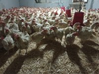 %60 randımanlı sandy yumurta tavuğu