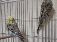 Show jumbo muhabbet kuşları