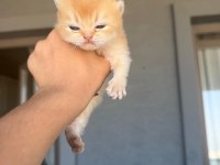 Golden british shorthair bebekler