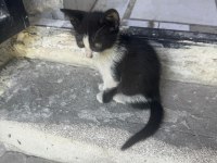 Dükkanımıza yavrulayan kedileri sahiplendirmek istiyoruz
