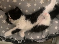 Yavru kedi ordu