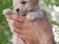 Minik dostunuz toy poodle