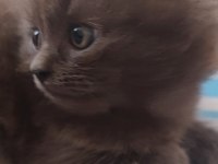 Dişi British longhair yavru