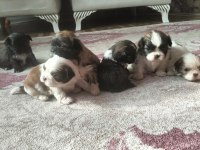 Shih tzu (şitzu) o numara erkek ve dişi yavrular