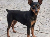 Minyatür pinscher 5 aylık