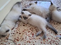 British Longhair Yavrular Teslime Hazır