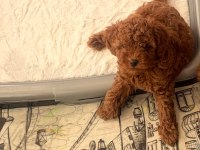 2 Aylık Toy Poodle