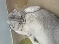 Yuva arıyoruz scottish fold