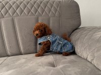 Kore Prenses Poodle