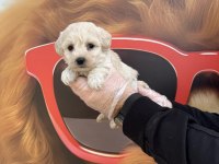 IRK GARANTİLİ MALTİPOO YAVRULARIMIZ