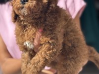 MİNİ BOY TOY POODLE KIZIMIZ