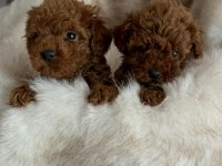 Toy poodle Köpeği