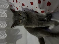 2 Yaşında Dişi British Shorthair Kısır Değil