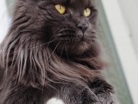 Full şecere Yetişkin Dişi Maine Coon