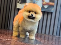 Sağlık Ve Irk Garantili Pomeranian