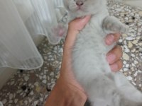 25 günlük british shorthair