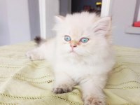 British longhair bebekler
