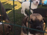 1 aylık yavrular yeni sahiplerini bekliyor presa canario