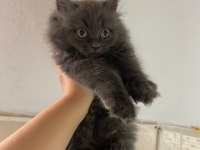 Eğitimli erkek british longhair yavrumuz