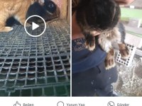 Orjinal siyah dişi cüce tavşan