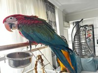 Yavru macaw