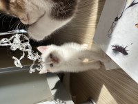 Yellow point british shorthair mavi gözlü erkek
