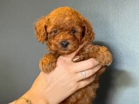 Toy poodle yavrumuz 60 günlük