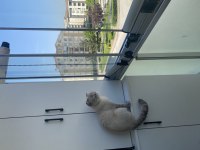 Scottish kedi
