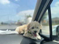 Maltipoo yavru