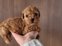 Toy Poodle Bebekler Ruhsatlı Çiftlikten