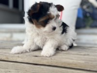 Ankarada yasal ruhsatlı çiftlikden morkie yavrumuz